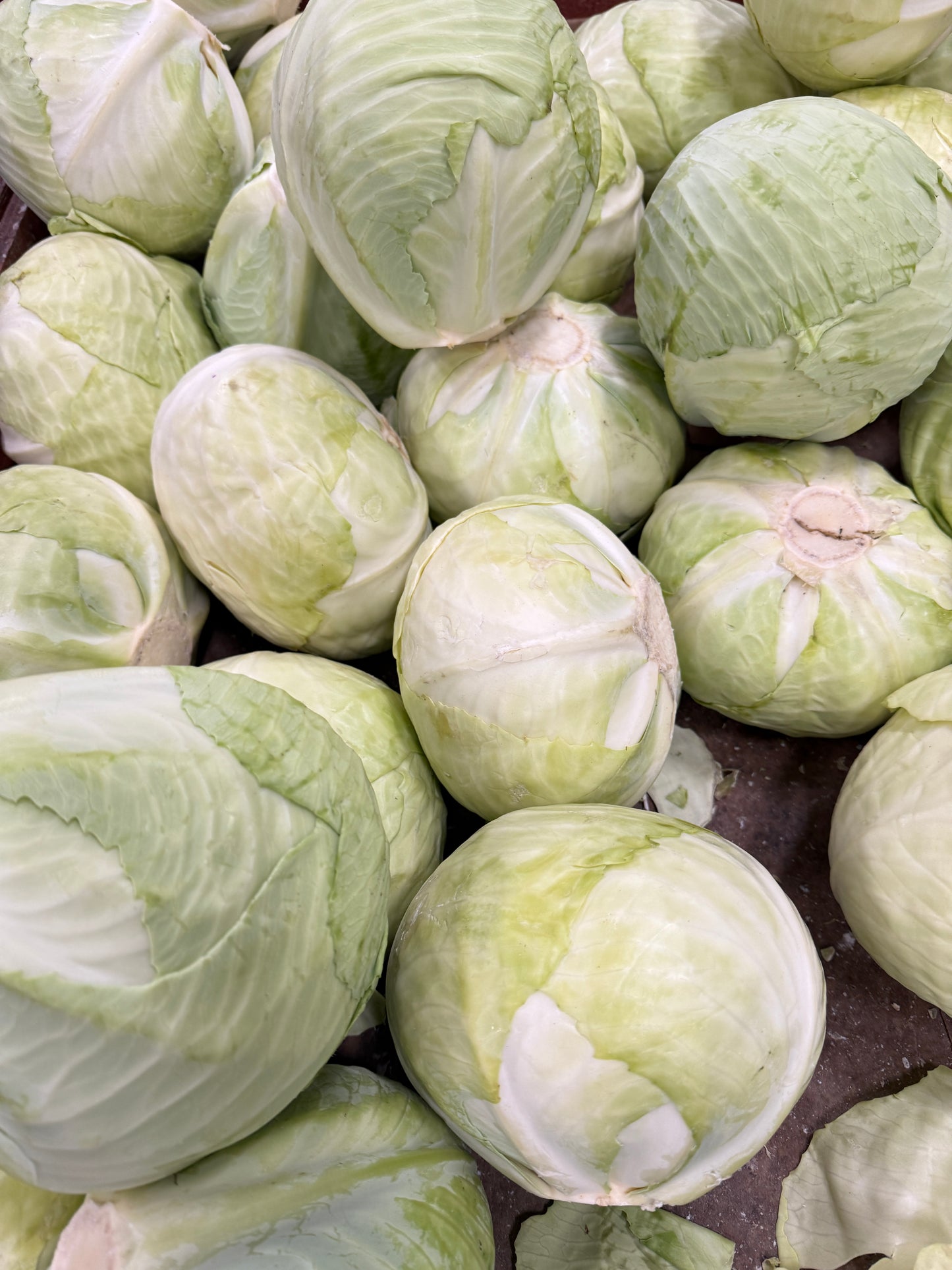 Green Cabbage