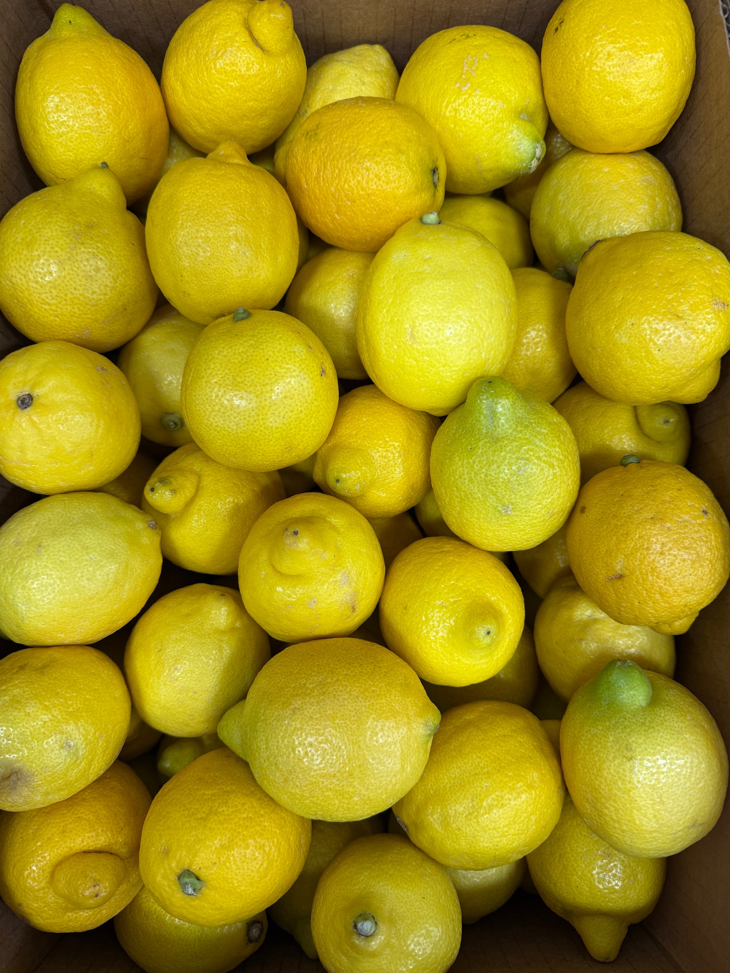 Lemons - 12 pieces