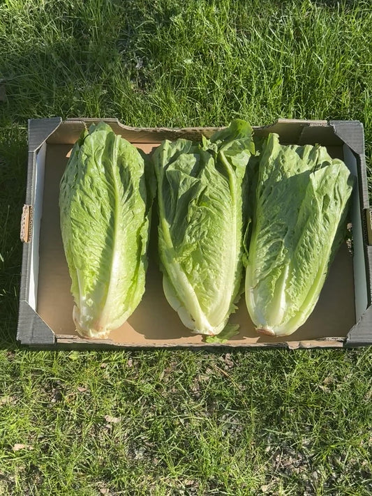 Romaine Lettuce- 3 pack